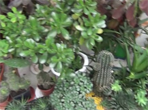 Видео зимний сад