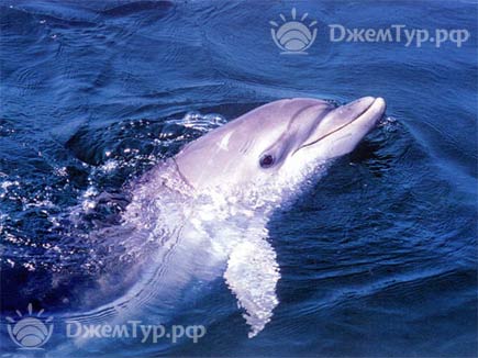 Море и дельфины в Анапе